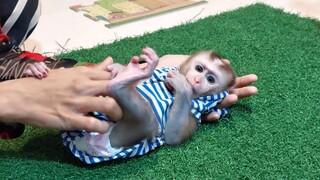 Feeding and entertaining baby monkey Mino