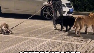 Dog: I want to be petted too!