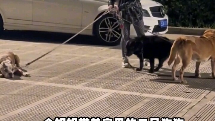 الكلب: أنا أيضًا أريد أن تداعبني