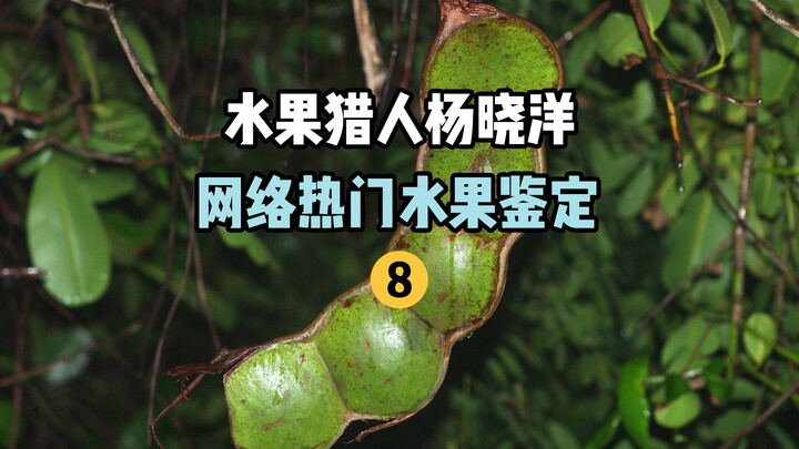 【水果猎人】网络热门水果鉴定8