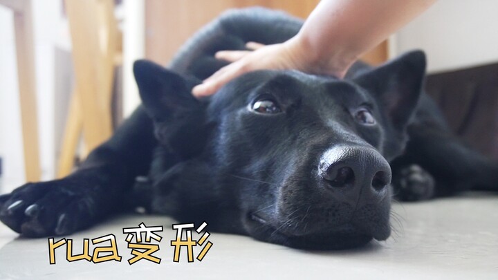 เลี้ยงเยอรมันเชพเพิร์ดแล้ว คุณจะได้สุนัขใหญ่แสนอ่อนโยนที่ยอมให้ใครก็ได้ทำตามใจ～