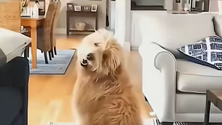 كيف يتصرف الكلب عندما يختفي صاحبه؟