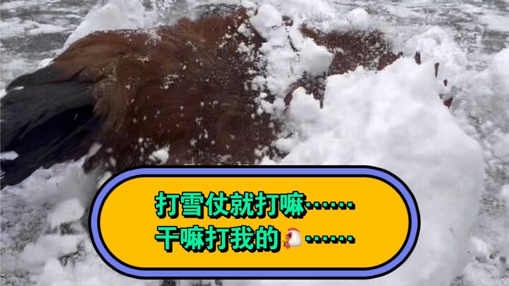 Main perang salju ya main saja... kenapa malah memukul ayamku...