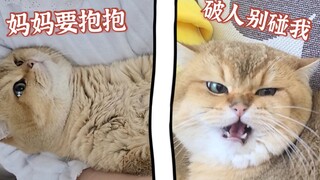 B  站  驰  名  双  标  猫