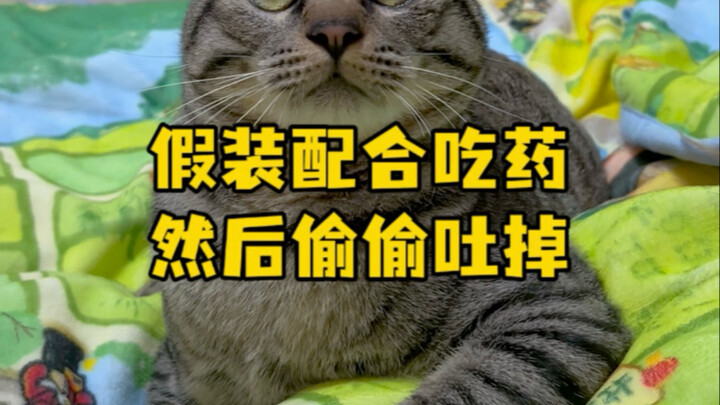 假装配合吃药 然后偷偷吐掉 狸花猫真是坏透了 10斤的猫9斤心眼子 #狸花猫 #狸花猫的日常 #我和我的猫
