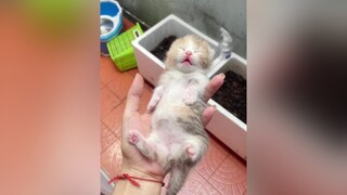 Hế lu cô chú 😂😂😂😂 cat mèo