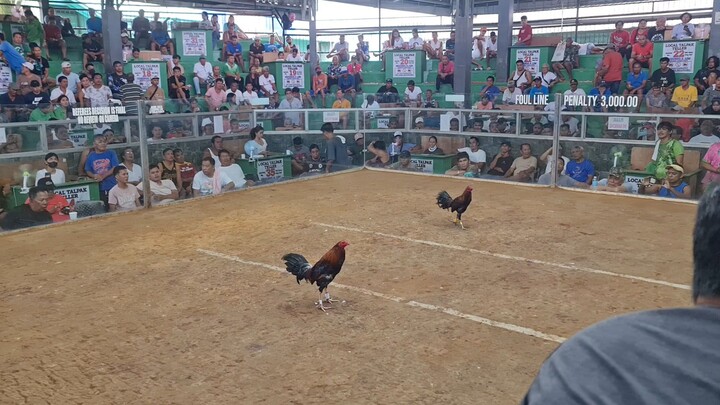 2x winner PUSSOMX 5K GILMORE SECOND FIGHT WINNER 3wins