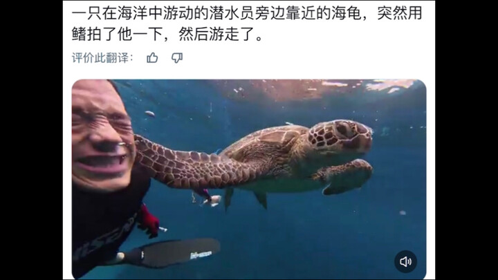 After a diver approached a sea turtle, it suddenly slapped him on the face with its flipper.