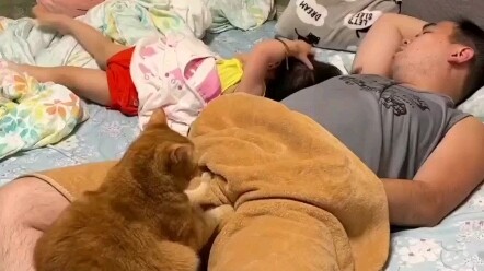 Kucingnya baik dan penurut, tapi ada sesuatu yang aneh!