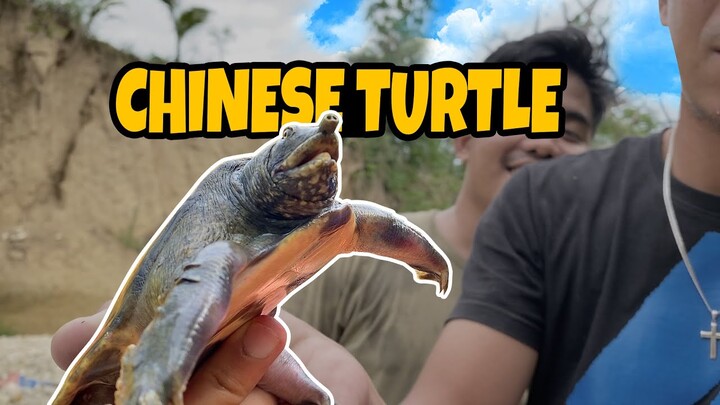 Kagat ng Chinese Softshell Turtle