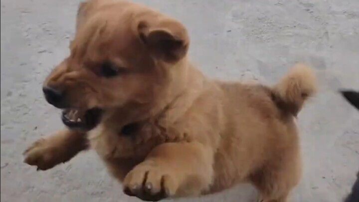 Puppy: This little guy’s got a short fuse!