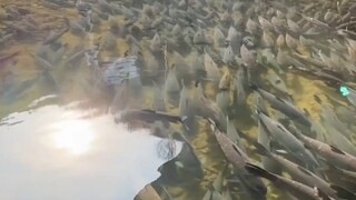 اللوتس والسمك كل عام...! هل هناك صيادون هنا؟