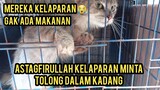 Astagfirullah Kucing Ini Menangis Minta Makan Karena Di Kandangin Tapi Gak Ada Makanan..!