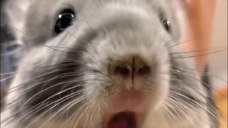 Ini chinchilla legendaris ya? Haha