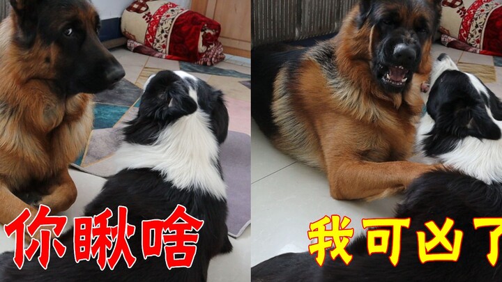 หมาตัวน้อยกลับบ้านนอกฉลองปีใหม่ แต่ละวันเต็มไปด้วยกิจกรรมจนไม่อยากกลับบ้านแล้ว