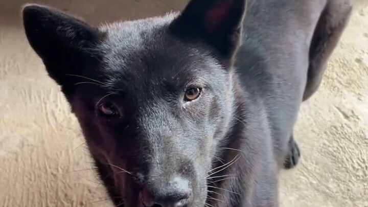 جاء الجرو لاصطحابي إلى المنزل!