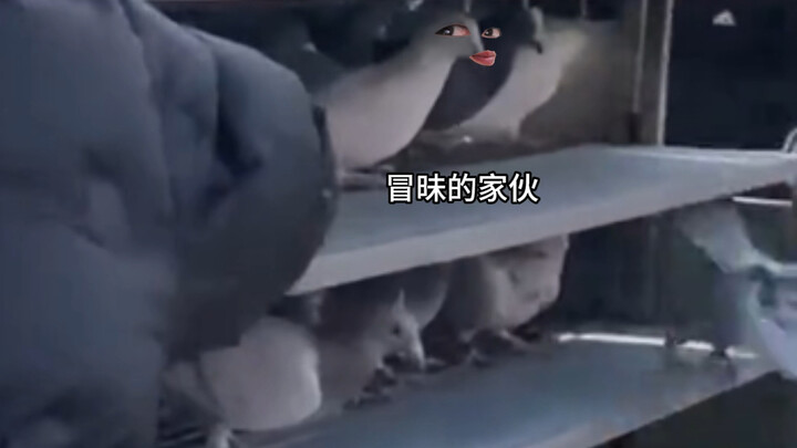 Pigeon: Whoever wants to fly can fly.