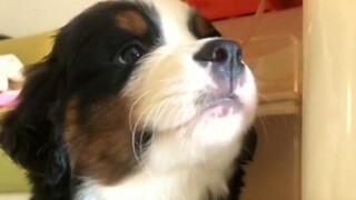 When you have a puppy, you'll...