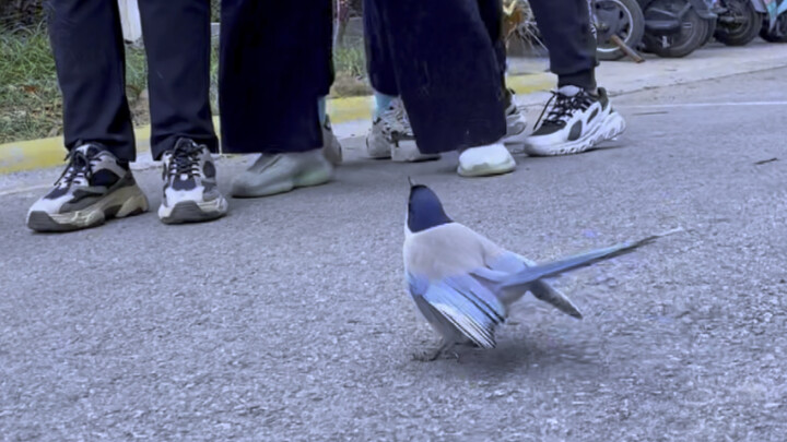 طائر اجتماعي مذهل اكتشف هدفه، هل سيتمكن من الإمساك به؟ تابع حتى النهاية، ها ها!