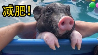 I have raised a mini pet pig for 3 months and it has gained 20 pounds. I can’t continue like this, s