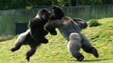 4 SCARY Gorilla Attacks CAUGHT ON CAMERA