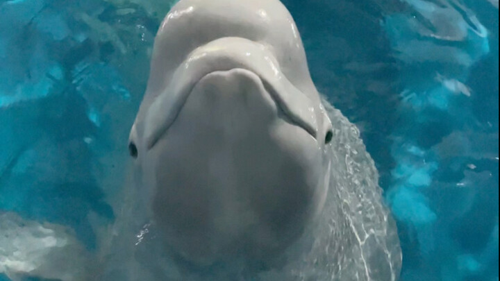 เจ้าดำตัวน้อยหลอกได้ยากจริงๆ