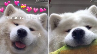 Are you feeling down today? MAYA is here to cheer you up! [Samoyed MAYA]