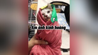 Xợ hãi mèo cute