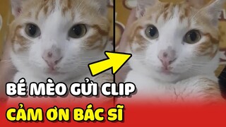 Bé mèo DỄ THƯƠNG gửi CLIP CẢM ƠN bác sĩ đã CHỮA BỆNH cho mình 😍 | Yêu Lu