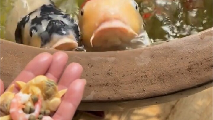 Practice abstraction hard...but still can't beat the talented players#82