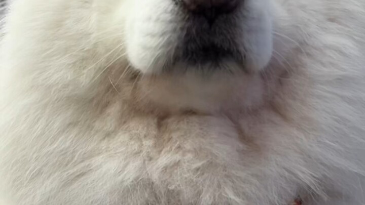 360° Flawless Little Lamb [Snacking on Sunflower Seeds]