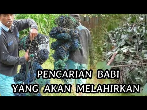 PENEMUAN SARANG BABI HUTAN YANG MASIH BARU !! Saat Berburu Babi Hutan Di ( Saok Laweh ) Kab.Solok