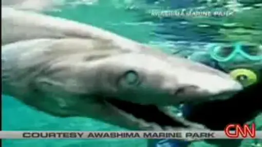 Prehistoric shark captured on film-2007