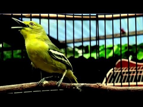 Suara burung cipoh gacor !!sirtu birahi panggil betina