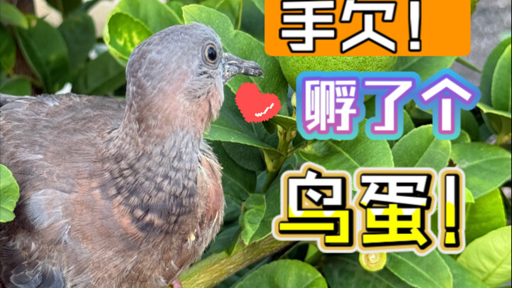 Lebih dari sebulan lalu, ia masih berupa telur 🥚