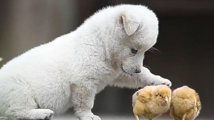 Biarkan hewan lucu menyembuhkanmu: Anak anjing dan anak ayam yang menggemaskan bermain bersama!