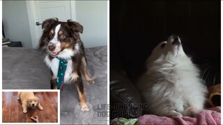 Buttercup but Dogs Sung It (Doggos and Gabe)