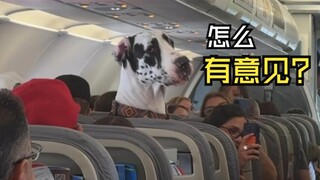 Such fun animal videos!