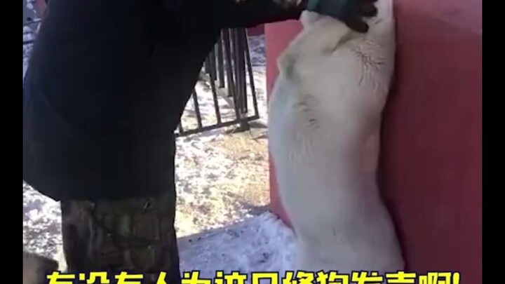 หมา: ฉันจะไม่พูดอะไรเพิ่มจนกว่าทนายของฉันจะมาถึง!