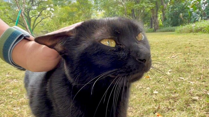Don’t panic if you encounter a wild black leopard.