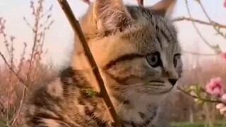 A civet cat pressing a crabapple