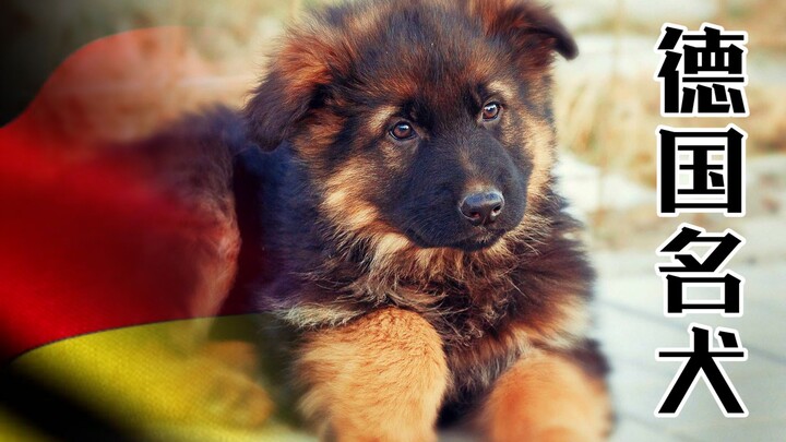 What kind of nation are the Germans? Just look at their dogs.