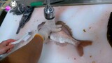 Satisfying chef's cutting fish for sashimi