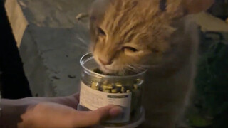 和隔壁家小猫吵架了