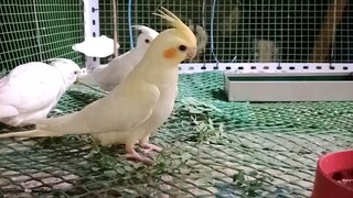 my cute cockatiel birds