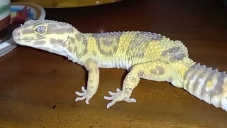 Leopard gecko ( Eublepharis macularius )