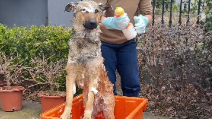 أموال غسل الكلاب هذه يجب أن يكسبها المحترفون حقًا...