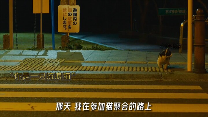 “Kaulah yang membuatku tak lagi jadi kucing jalanan; demi dirimu, aku pun bisa kembali mengembara.”