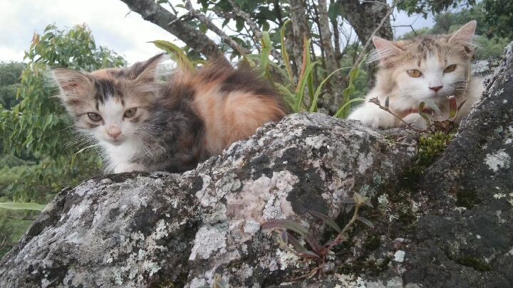 น้องหวานกัน้องมีตังครา