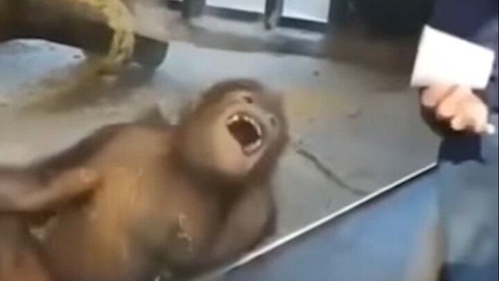 Monkey: This magic is a success!